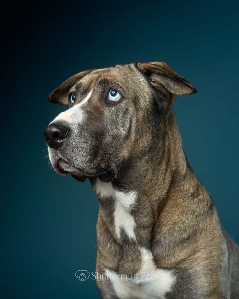 sable dog with blue eyes on a blue background closeup