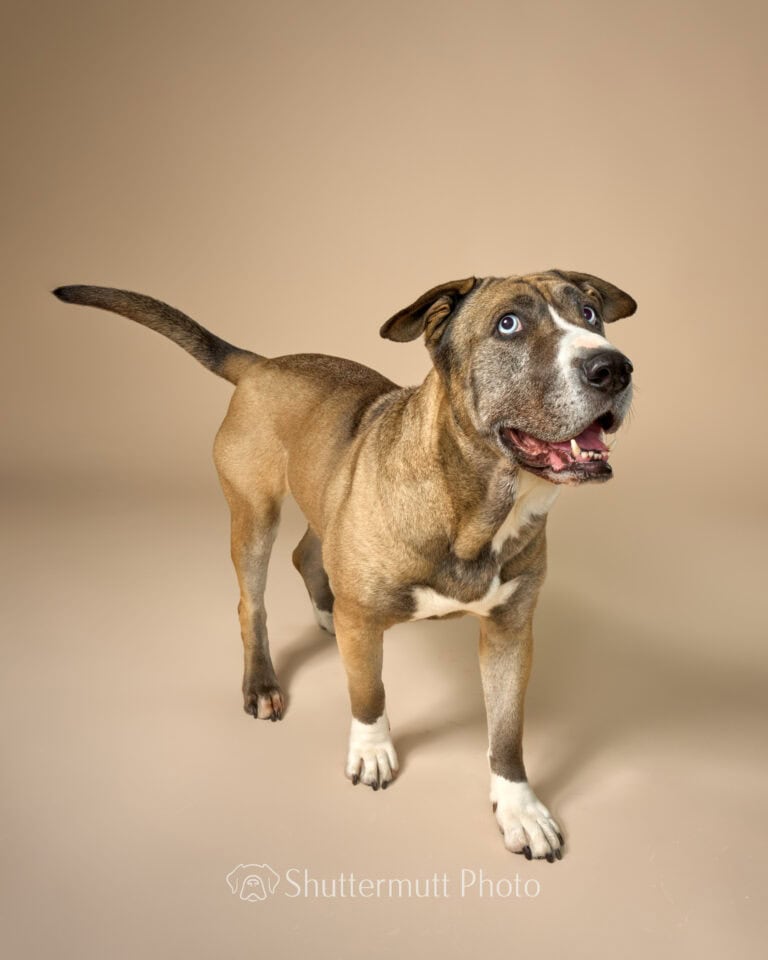 sable dog with blue eyes on a tan background
