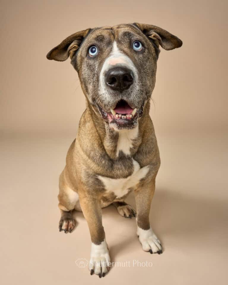 sable dog with blue eyes on a tan background