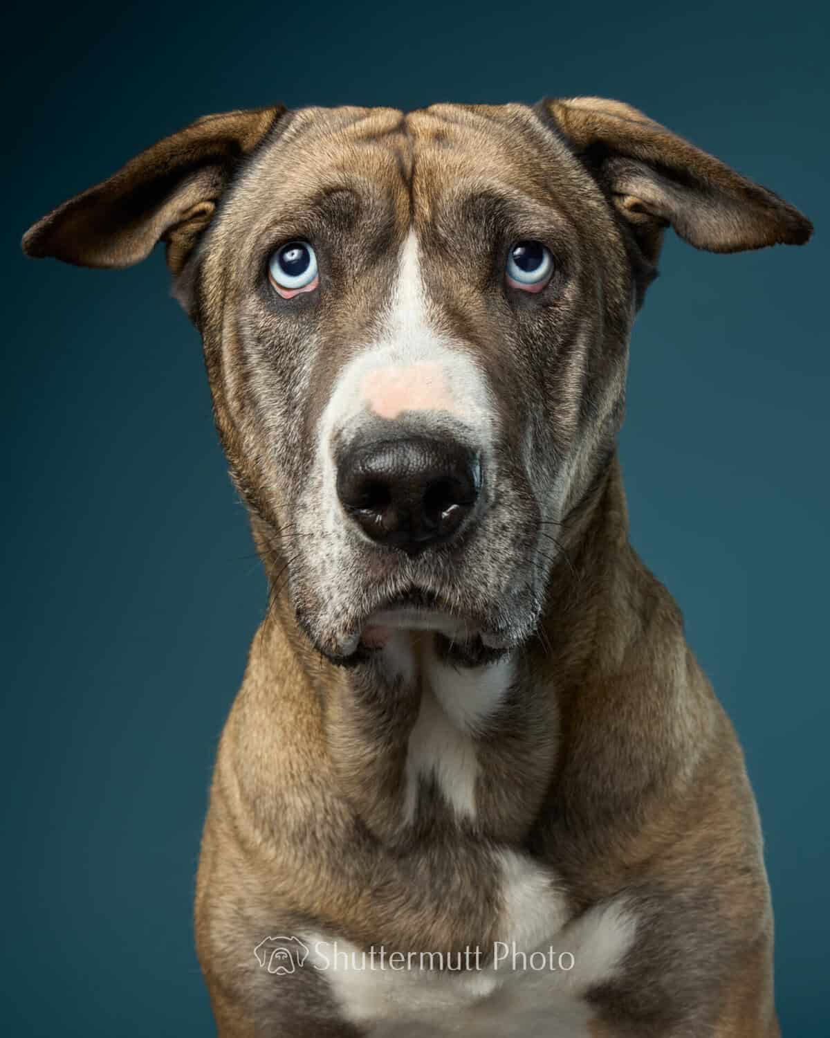 Blue eyed beauty of a dog