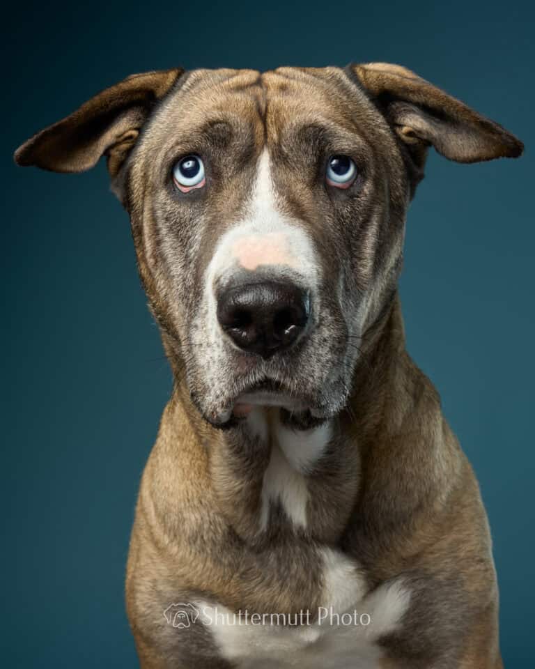 Blue eyed beauty of a dog