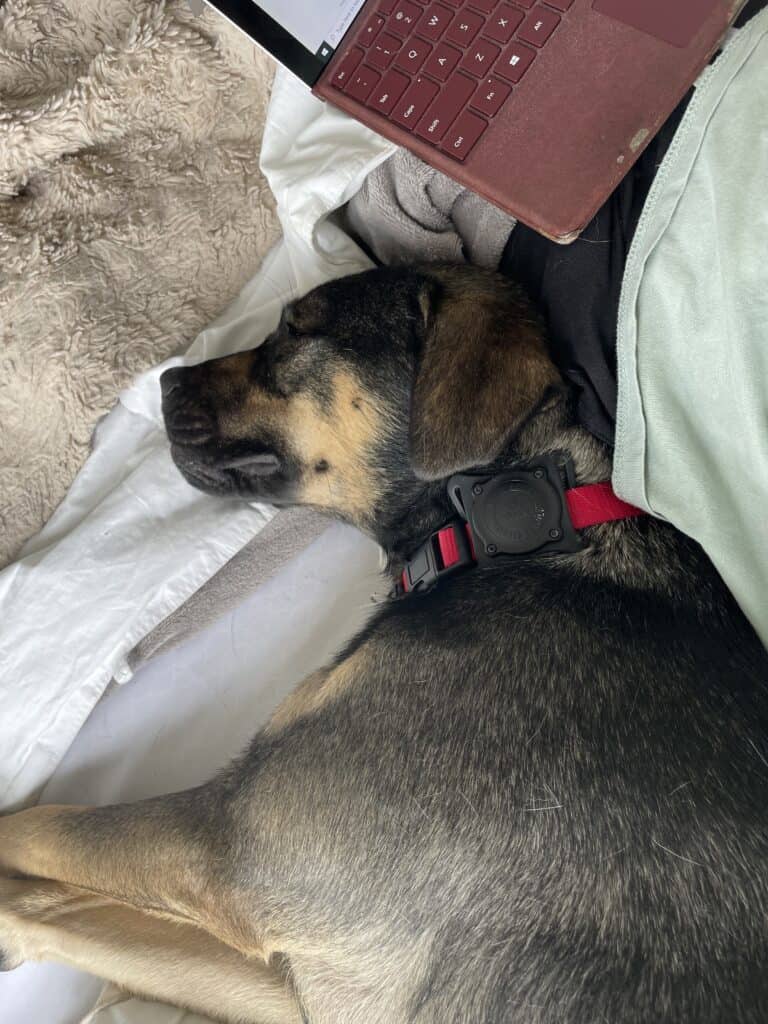 brindle dog on lap