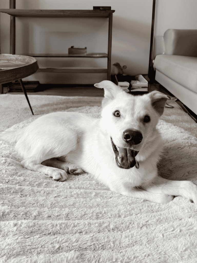 white dog in livingroom