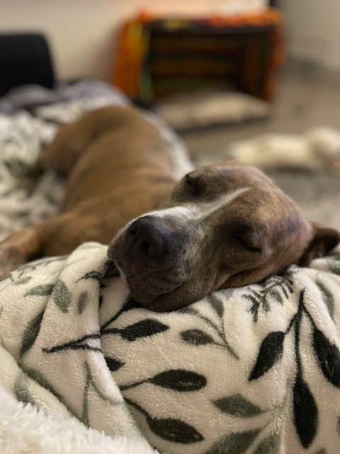 North brindle pitbull sleeping in blankets