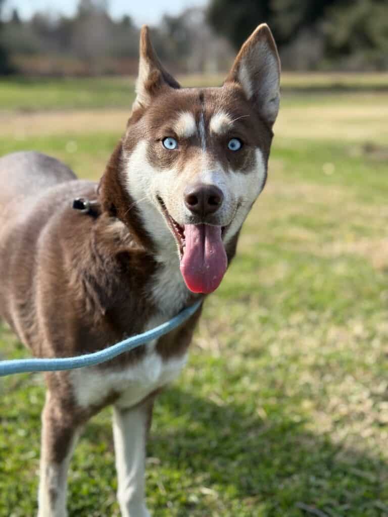 red husky in the park