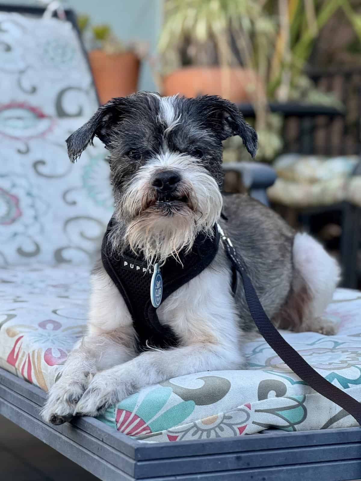 Small terrier on a lounge char