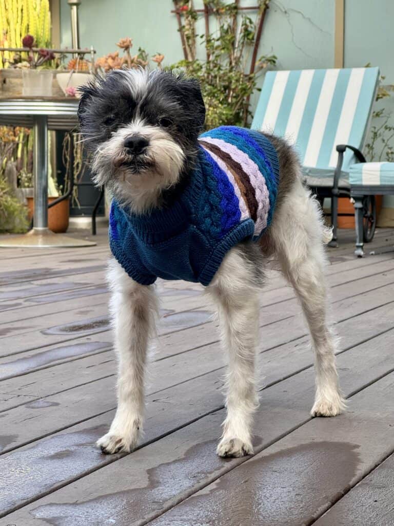 Henry in a blue sweater