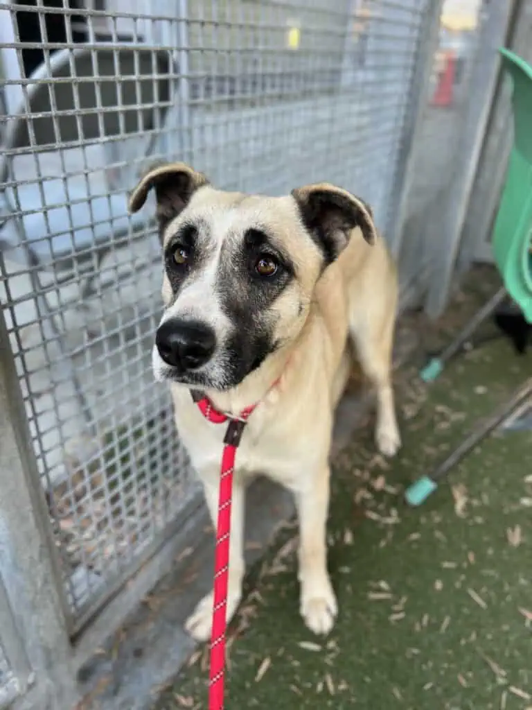 Young female shep lab mix light tan, black and white