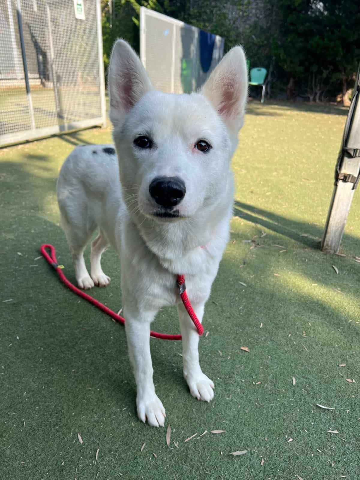 Husky mix mostly white fur with some circular black sections