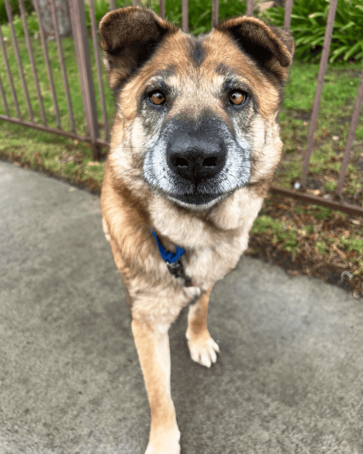 Happy face shepherd