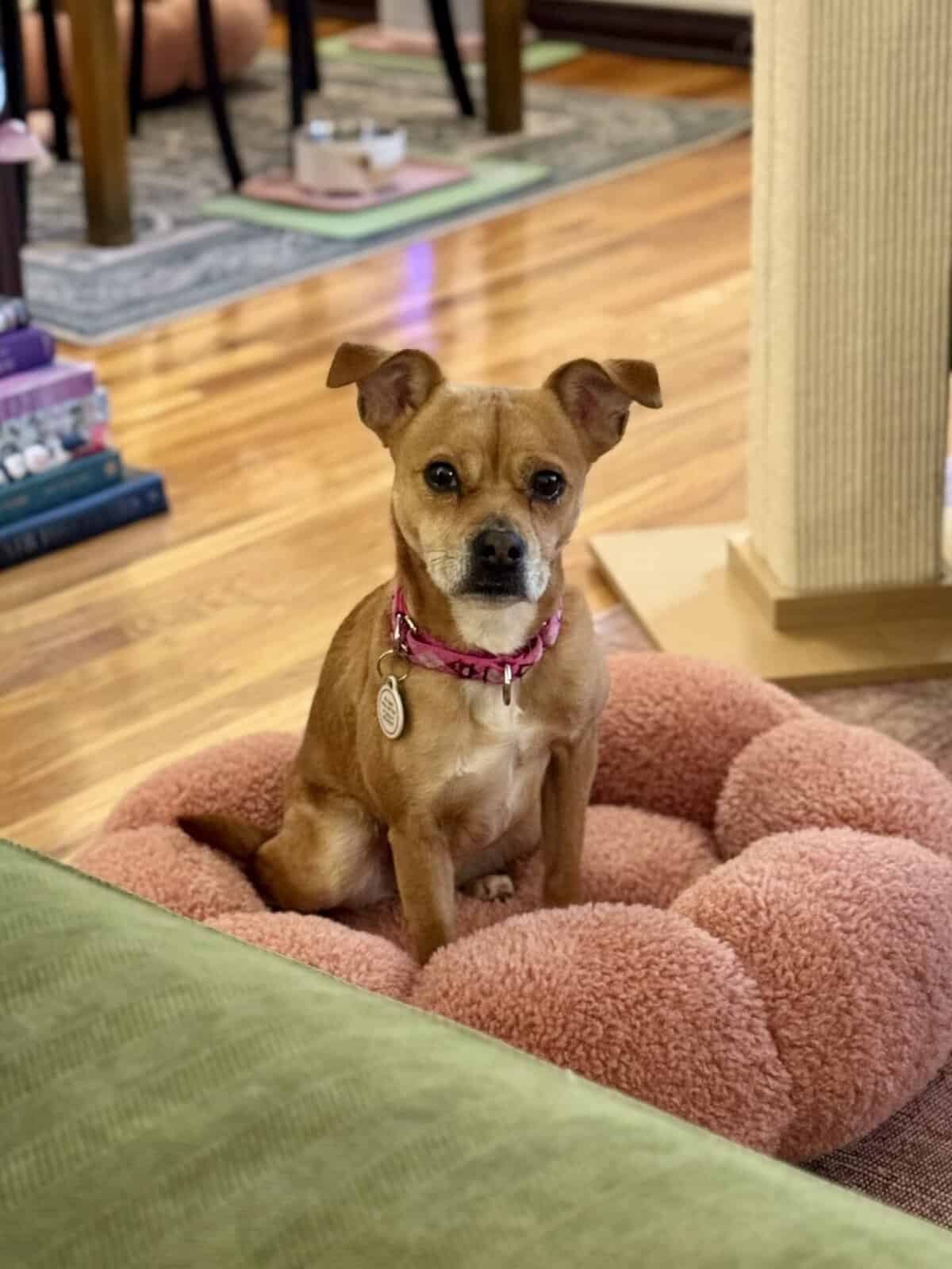 Little tan dog sitting