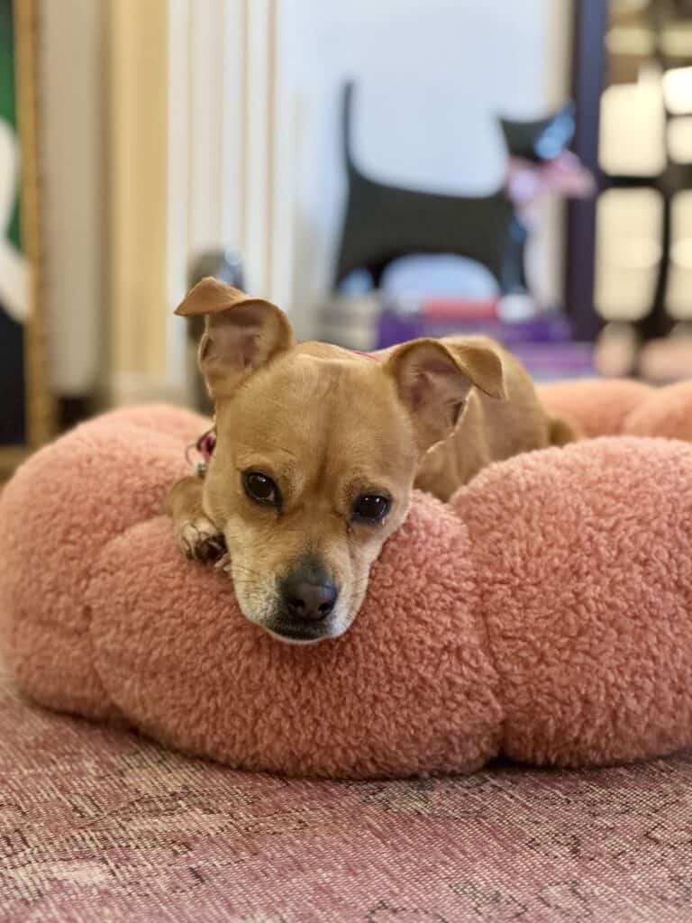 tan dog in a pink bed