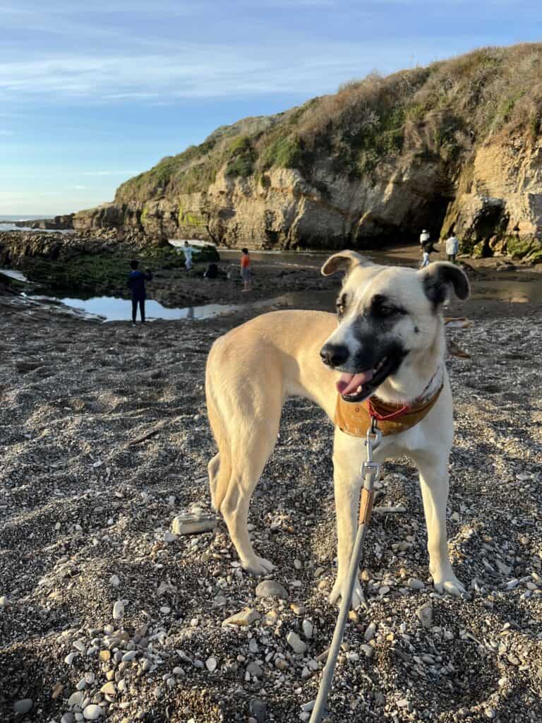 tan dog on the beach