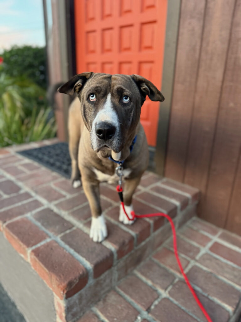 Brown and white dog with blue eyes infront of an orange door