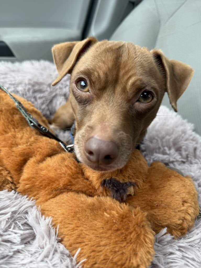 closeup of Pumba brown chi in a car