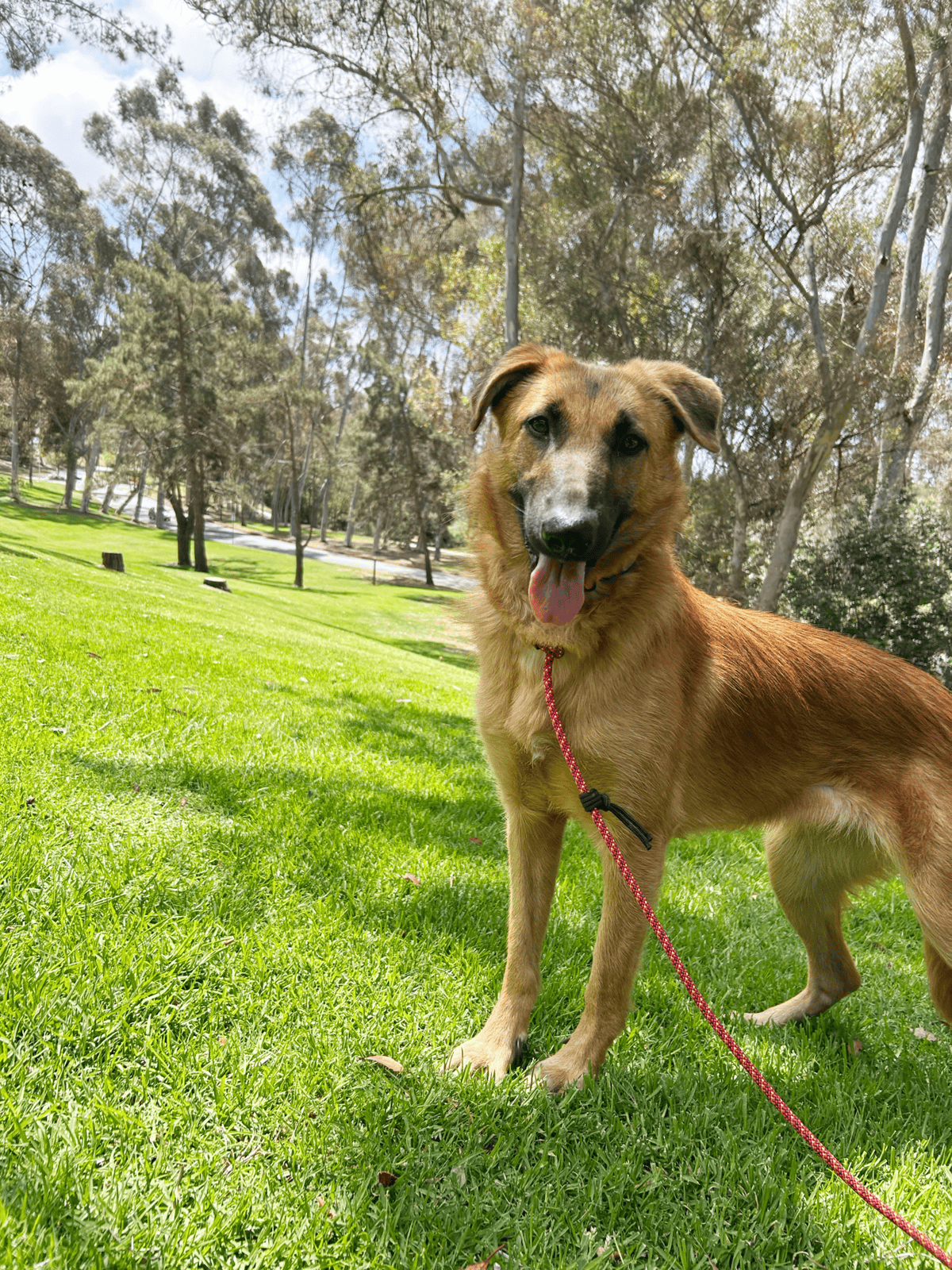 light brown shepherd mix in a park