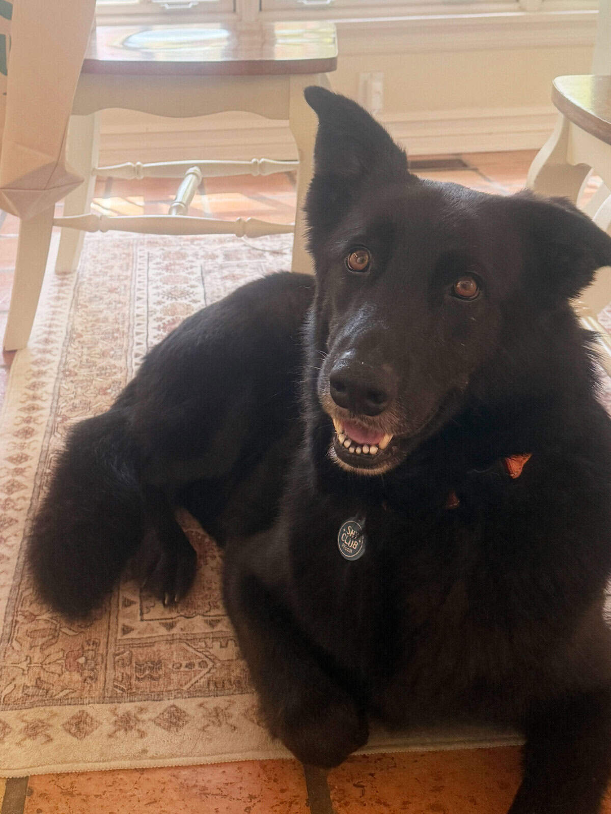 Black dog on a rug