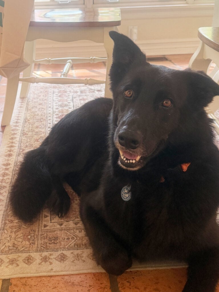 Black dog on a rug