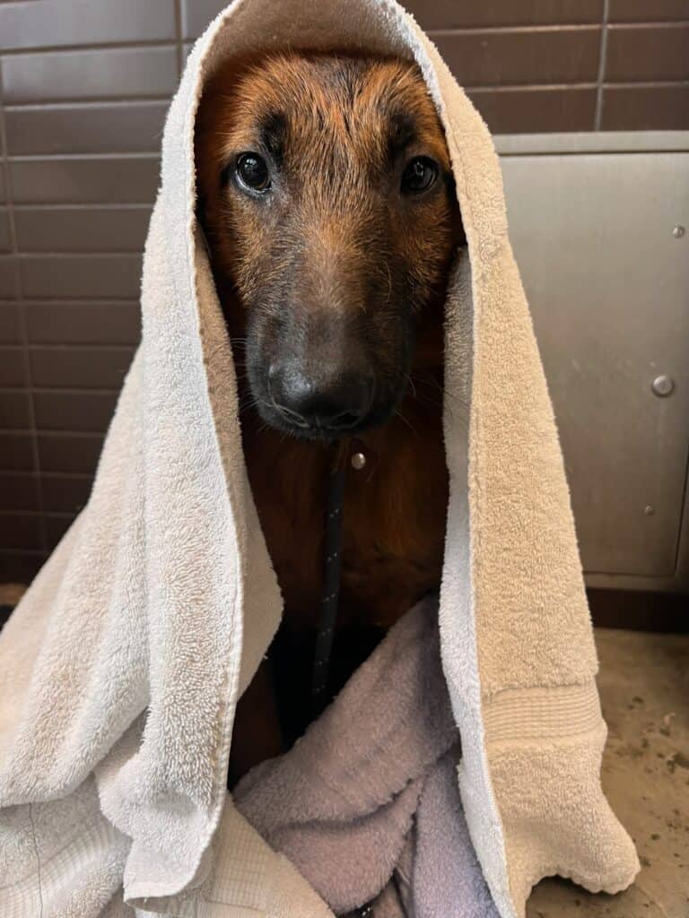 puppy in a towel