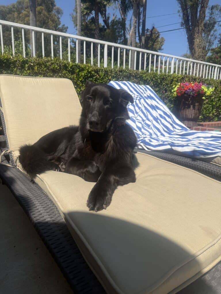 black dog on a lounge chair