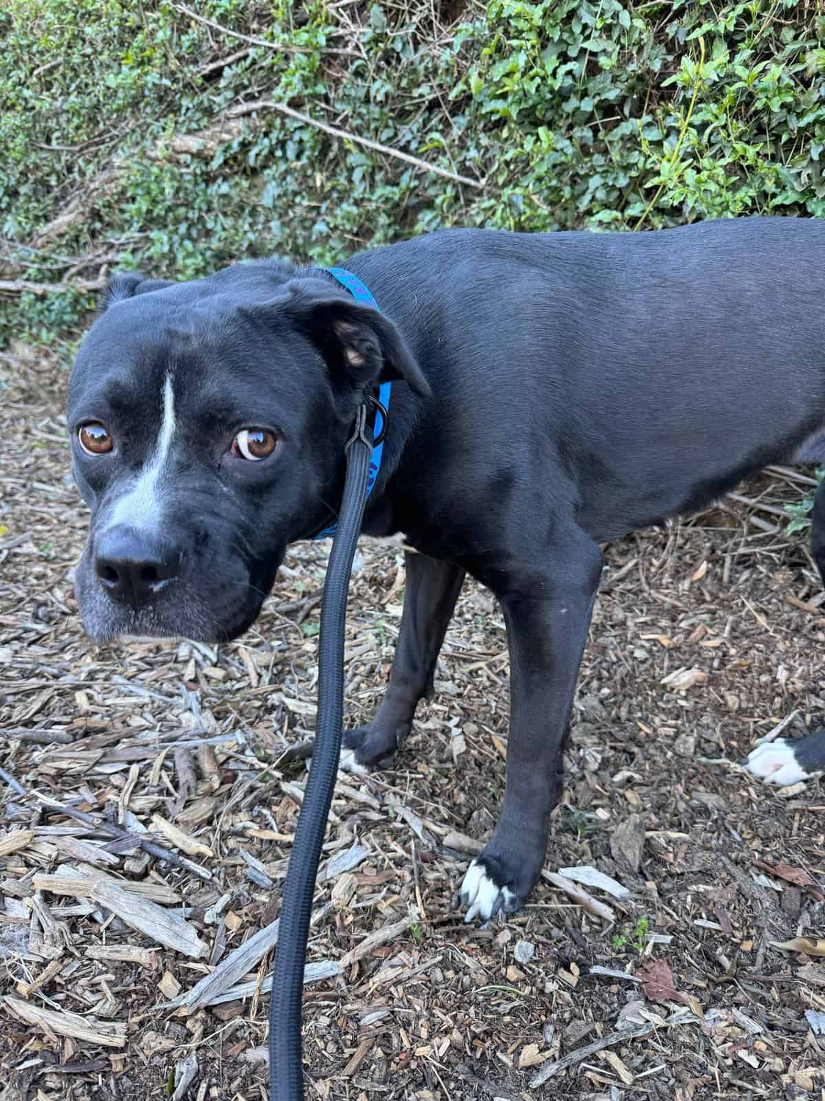 Echo black pit looking scared