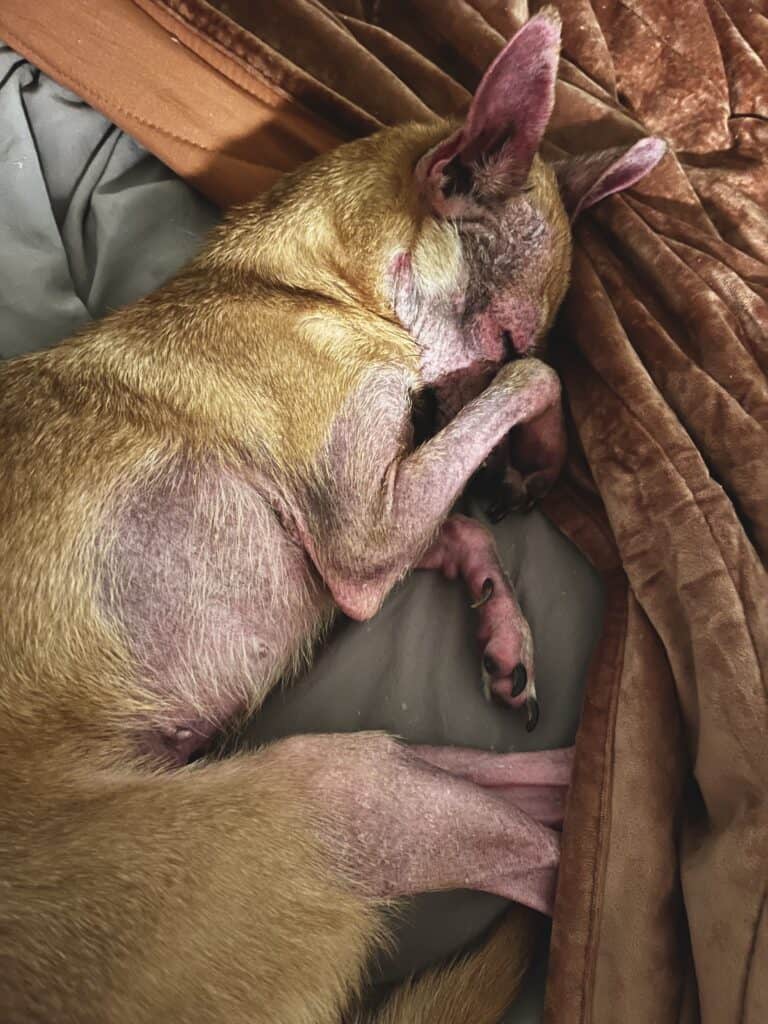 Small chihuahua on a bed