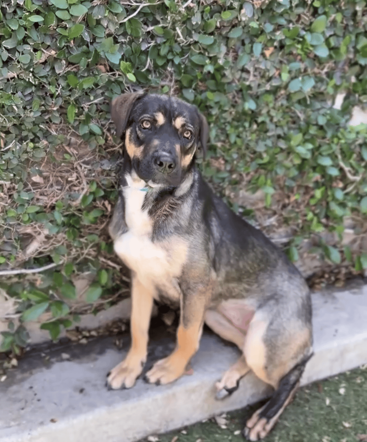 Brindle dog with ivy background