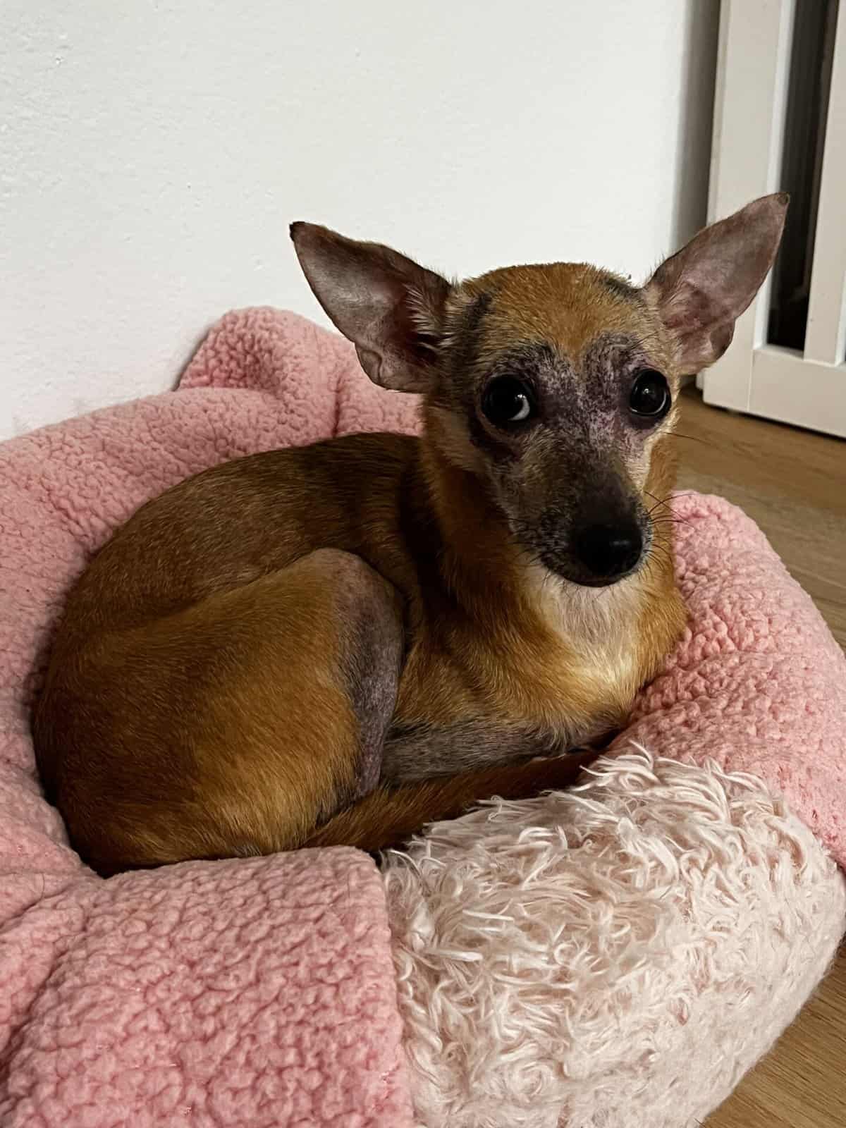 small dog tan