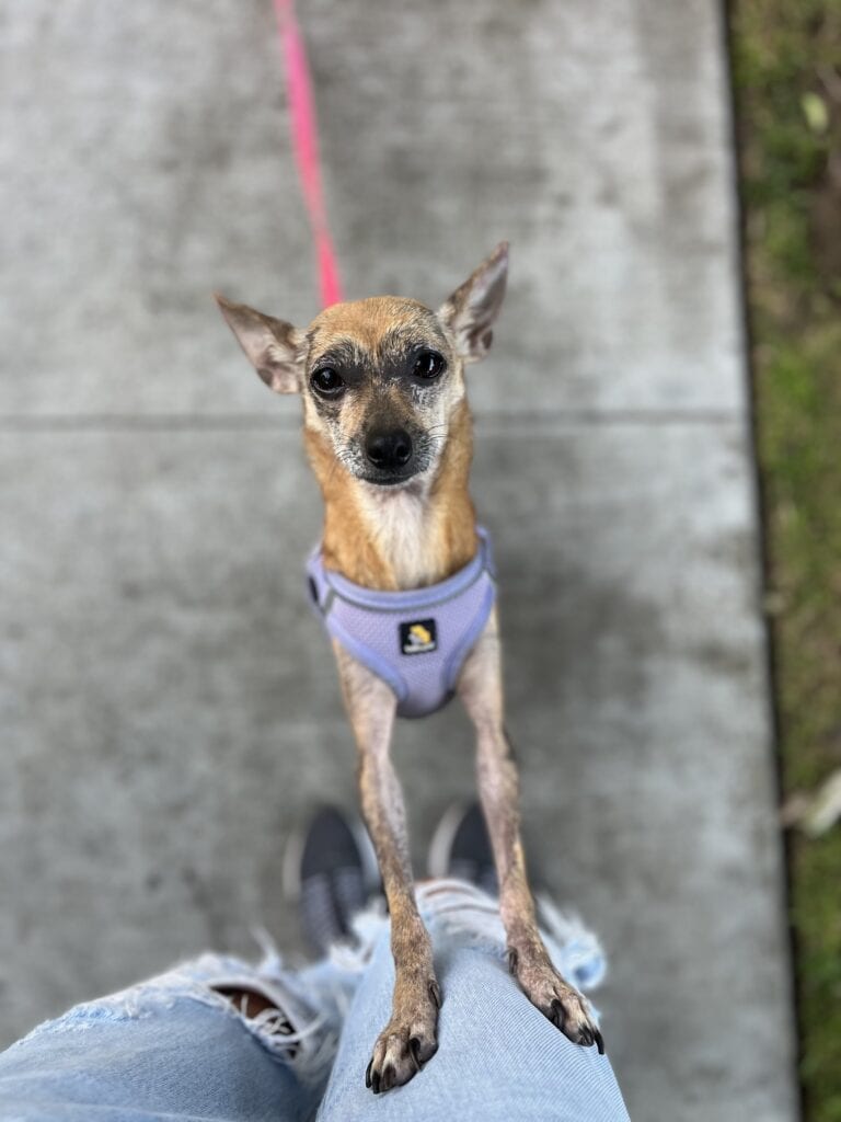chihuahua in a harness standing up