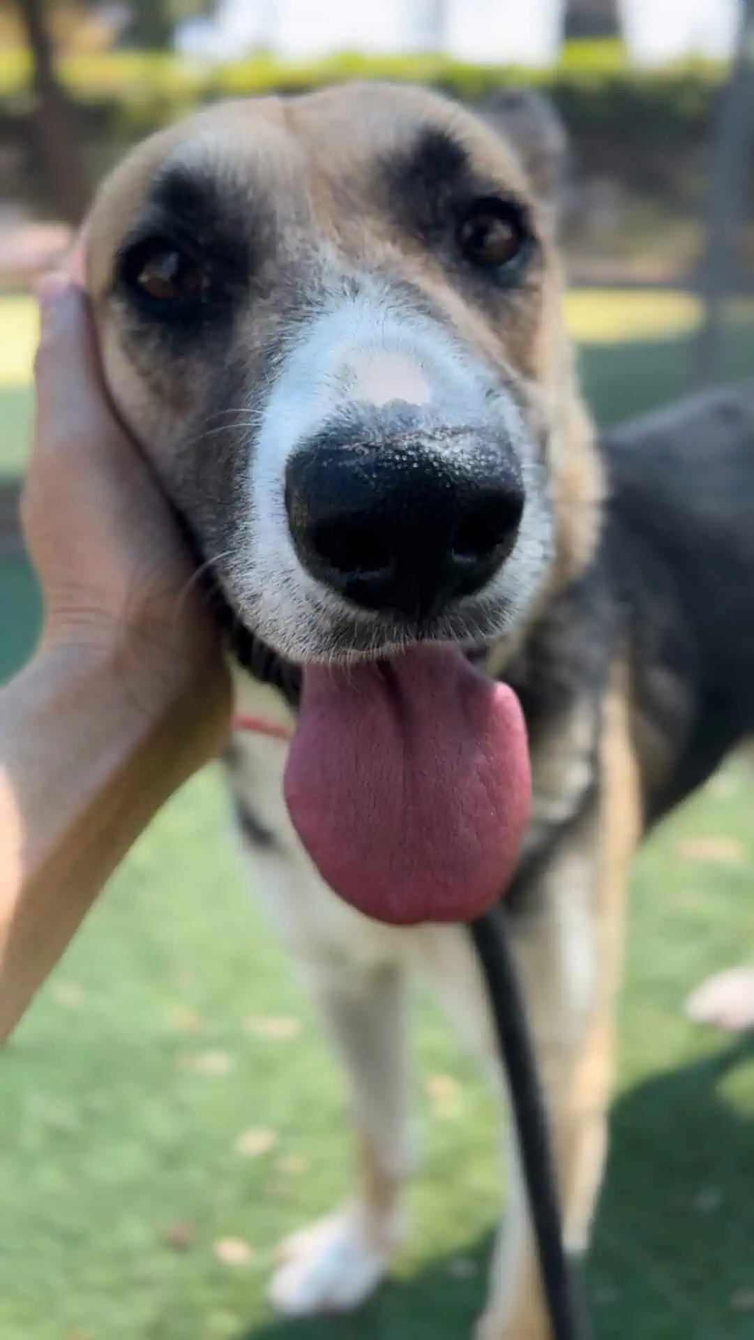 Black, white, tan shepherd mix