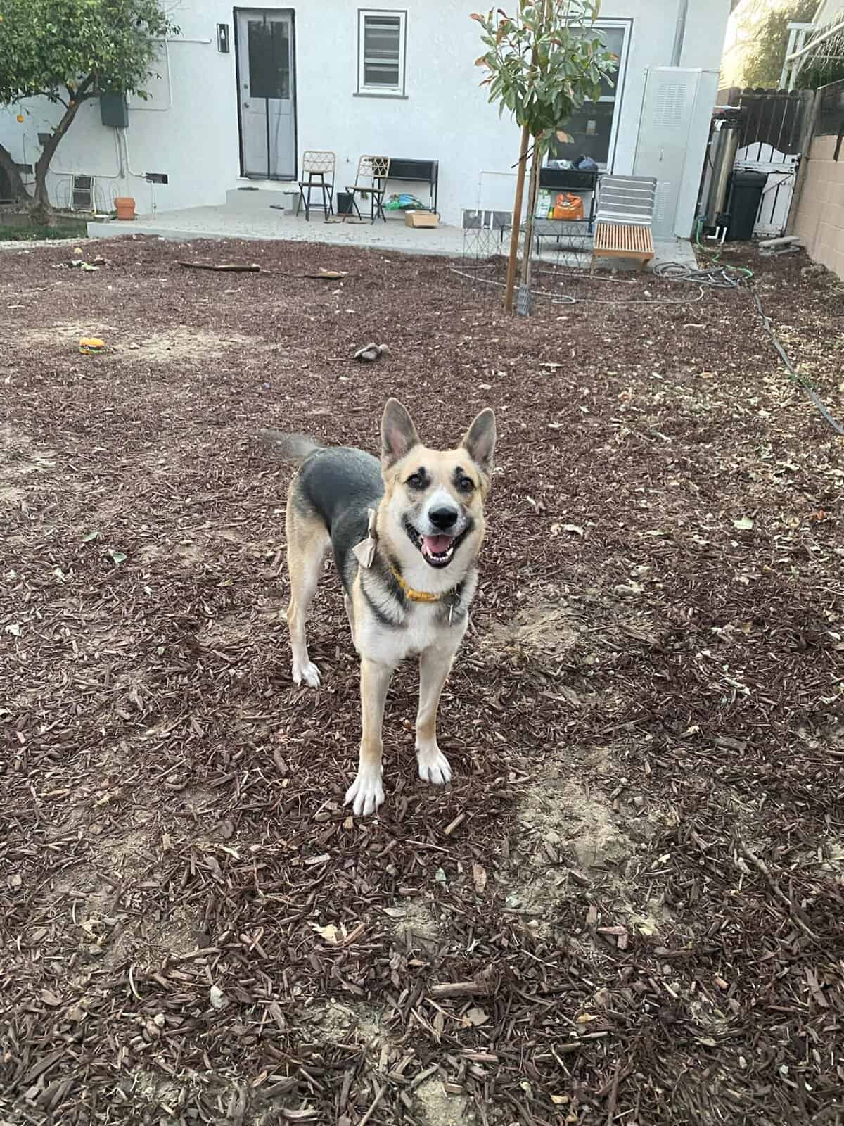 Shepherd on mulch