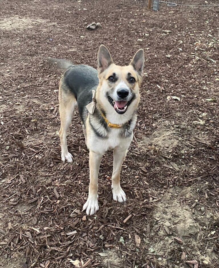 Shepherd on mulch