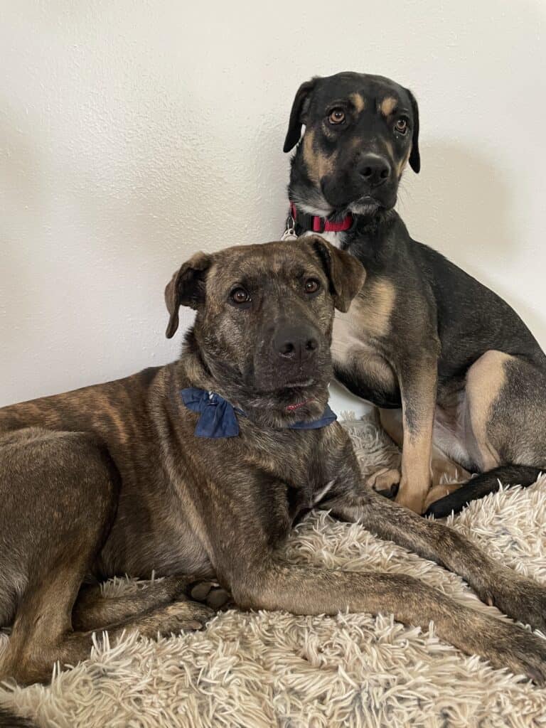 Brown and tan dog next to a brindle dog
