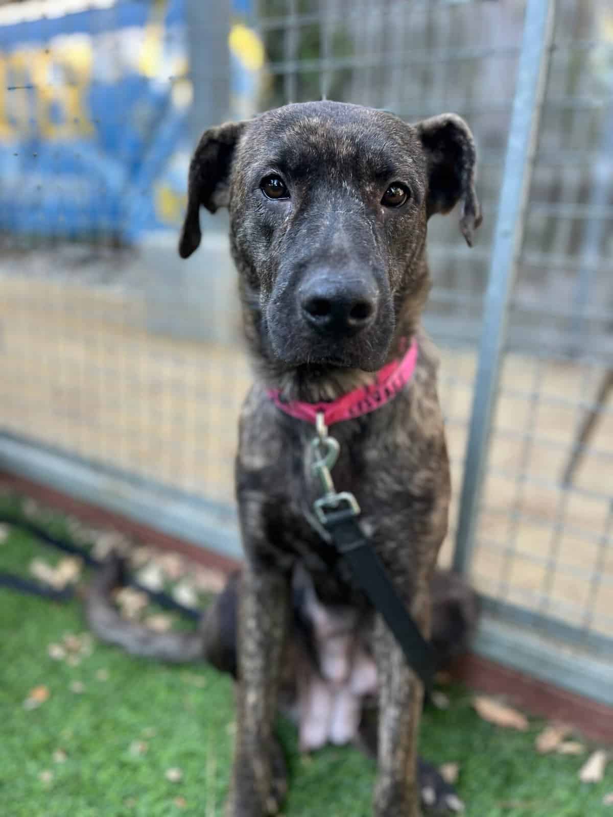 Celeste our brindle dog in her glamour shot