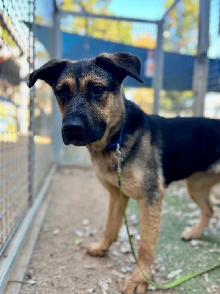 Brown and black shepherd mix