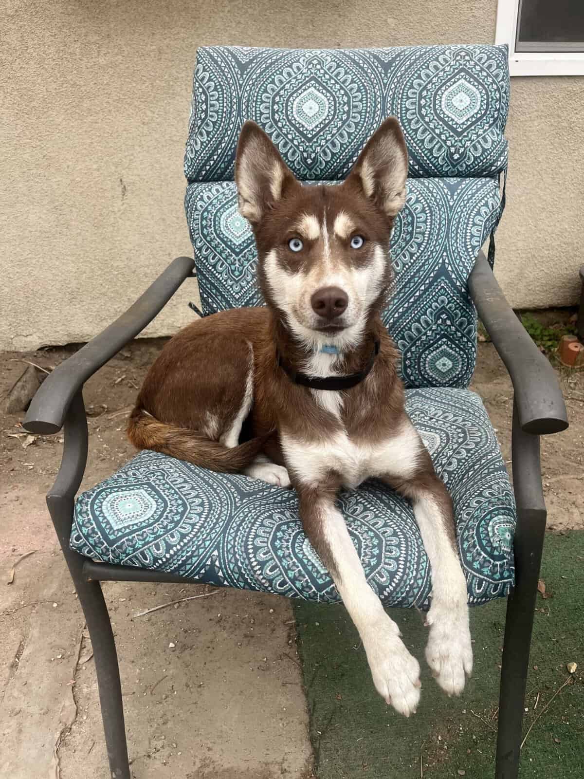 Red husky on a blue chair