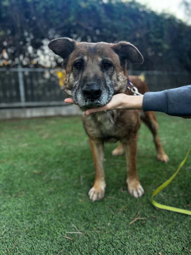 Dog with head in a person's hand