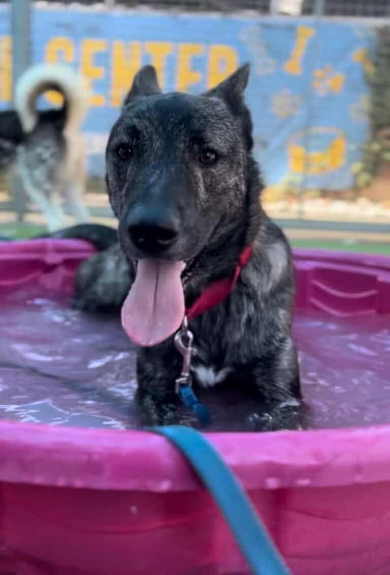 Brindle dog in pink pool