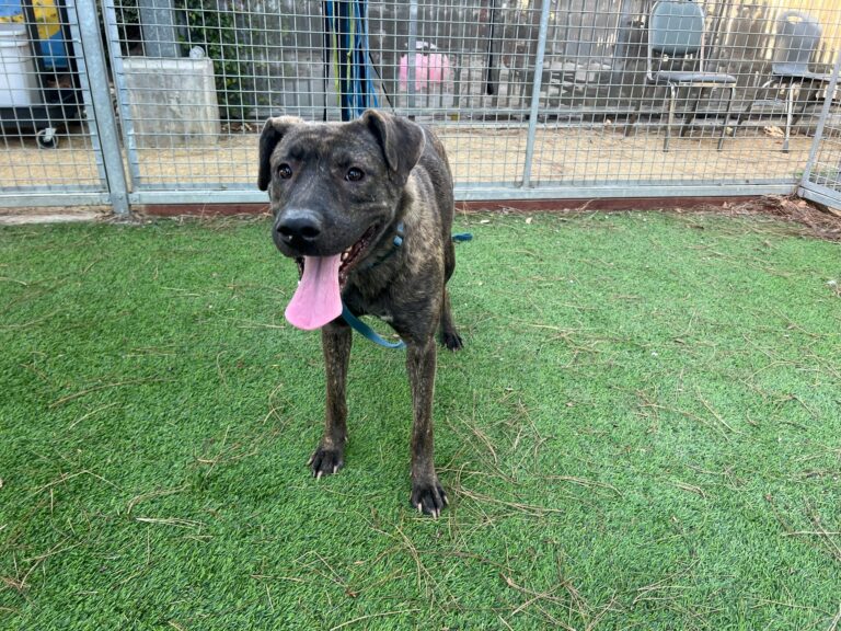 Celeste, brindle dog, looking happy