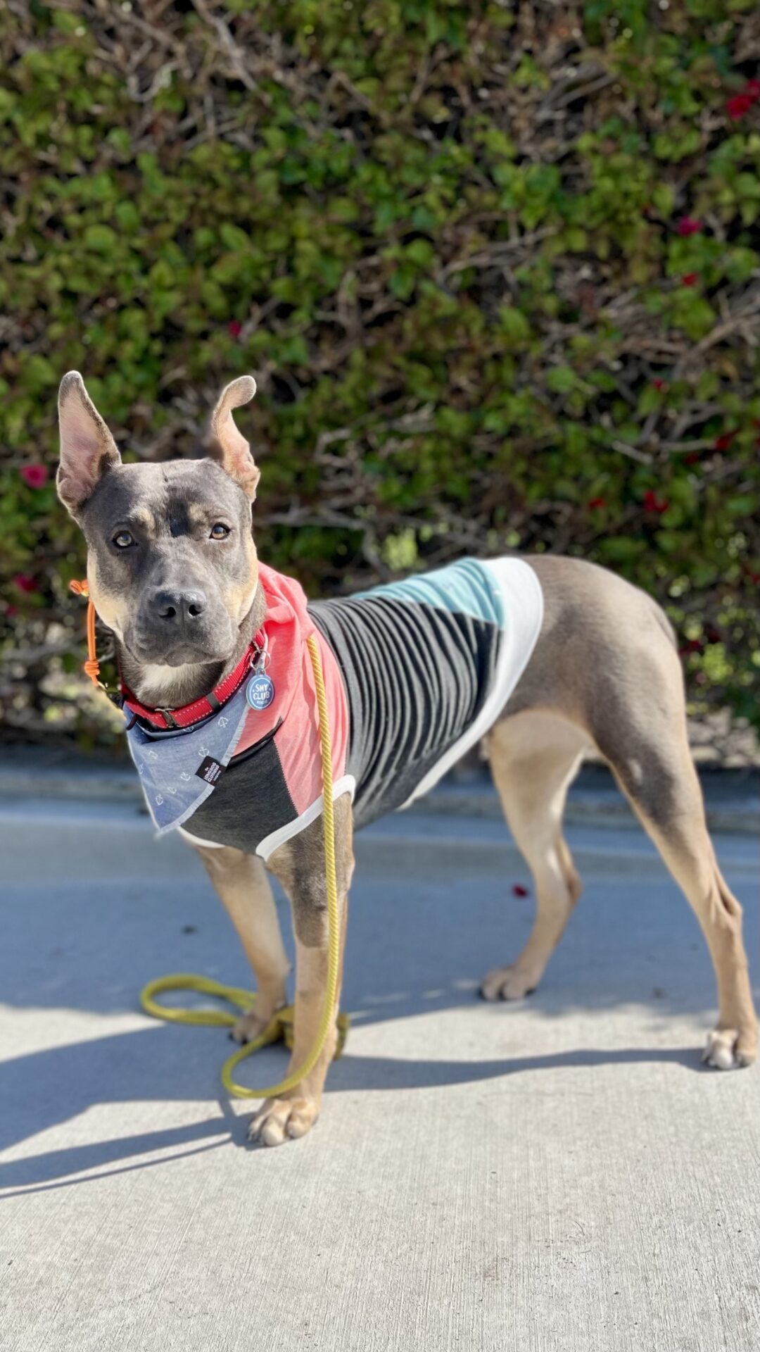 pitbull mix in a sweater