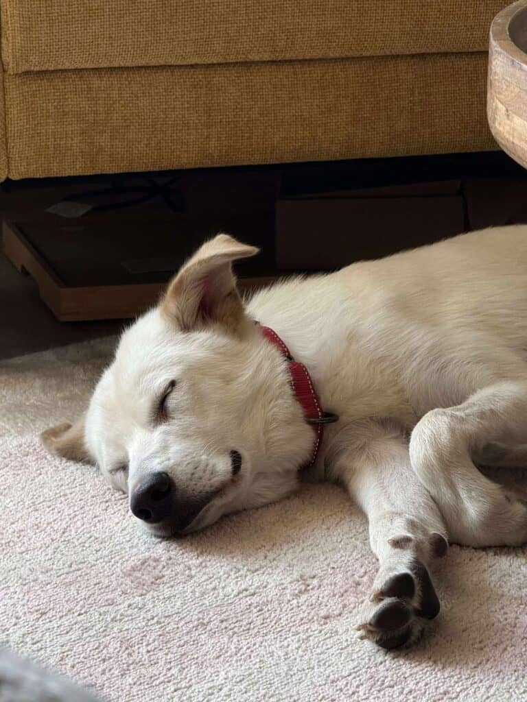 white dog napping