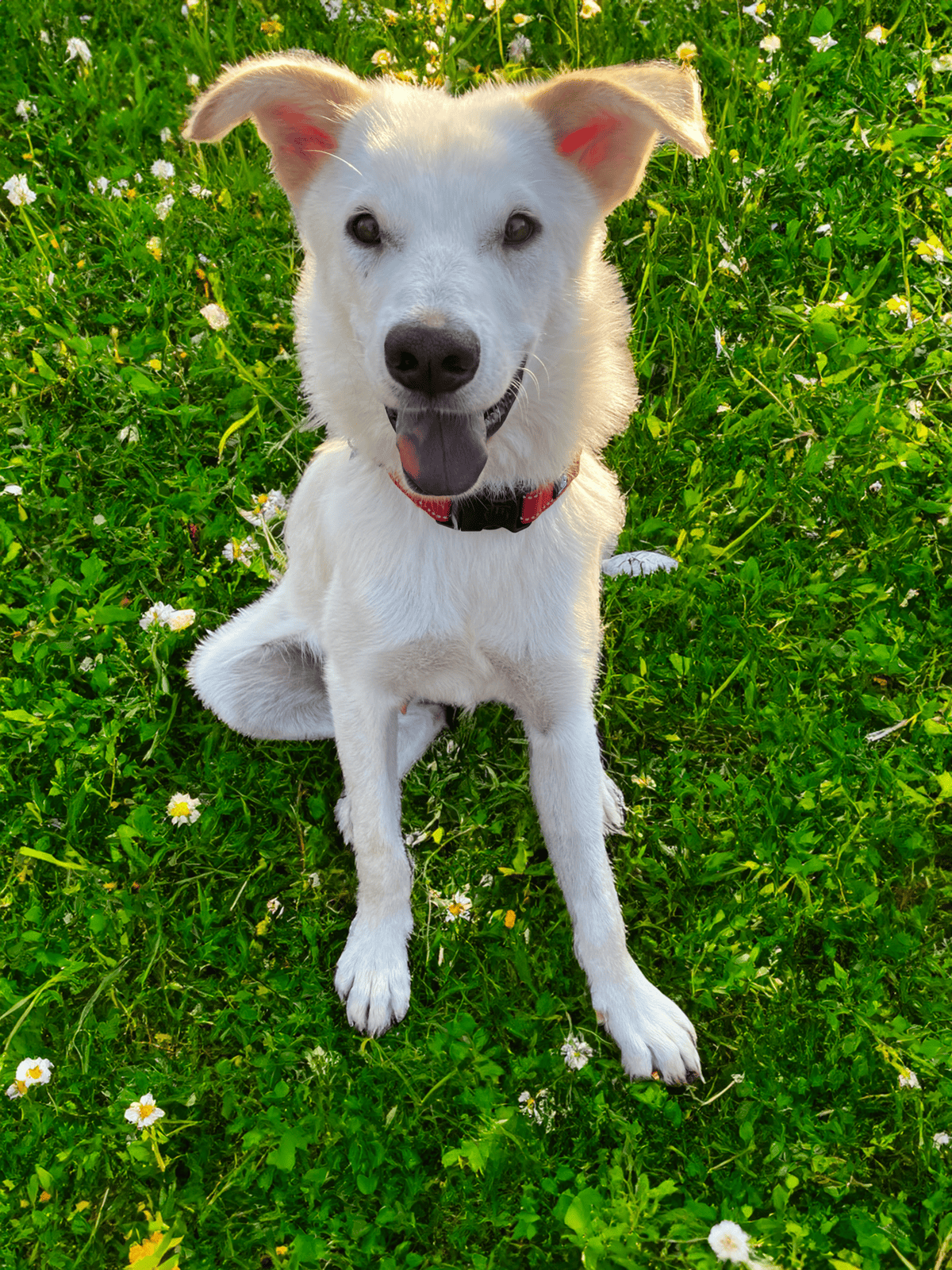 White dog on green grass