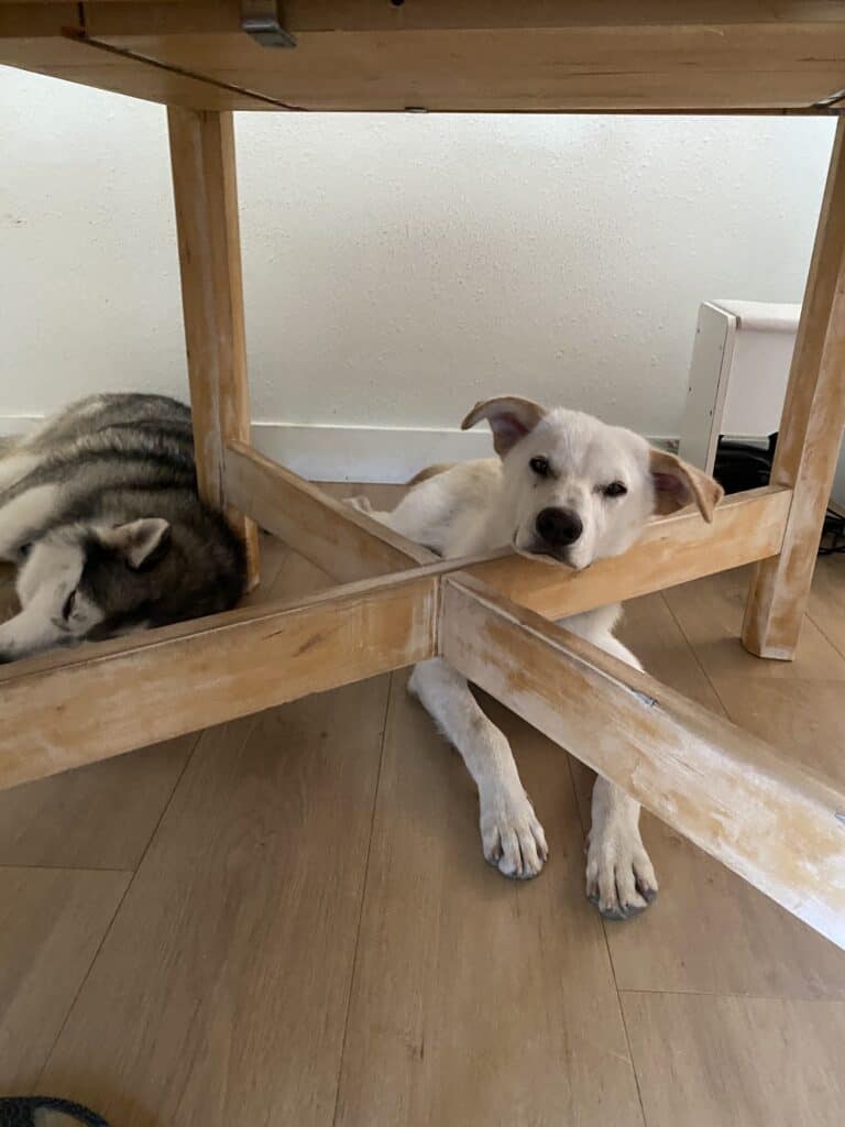 white dog resting chin on table legs