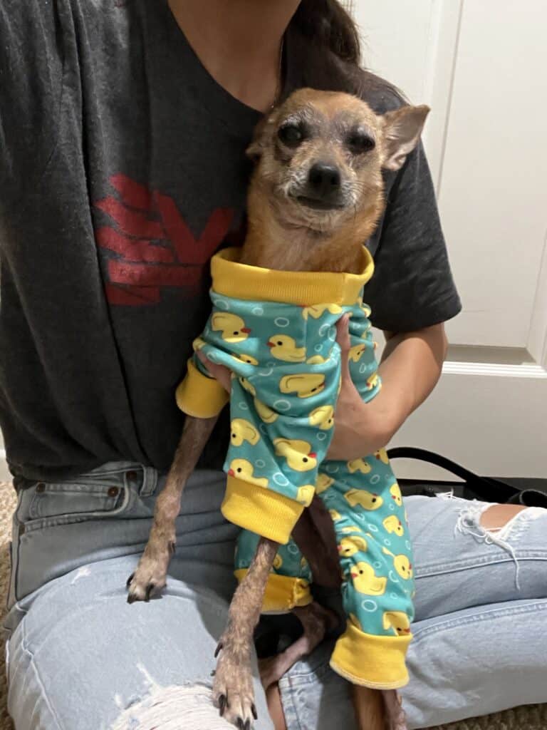 Chihuahua in pjs