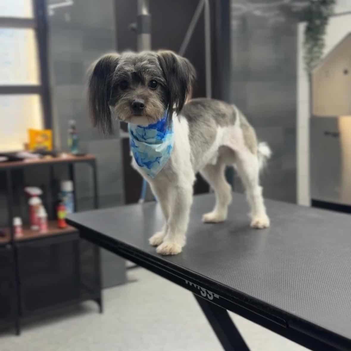 white and grey small dog after he's had a haircut