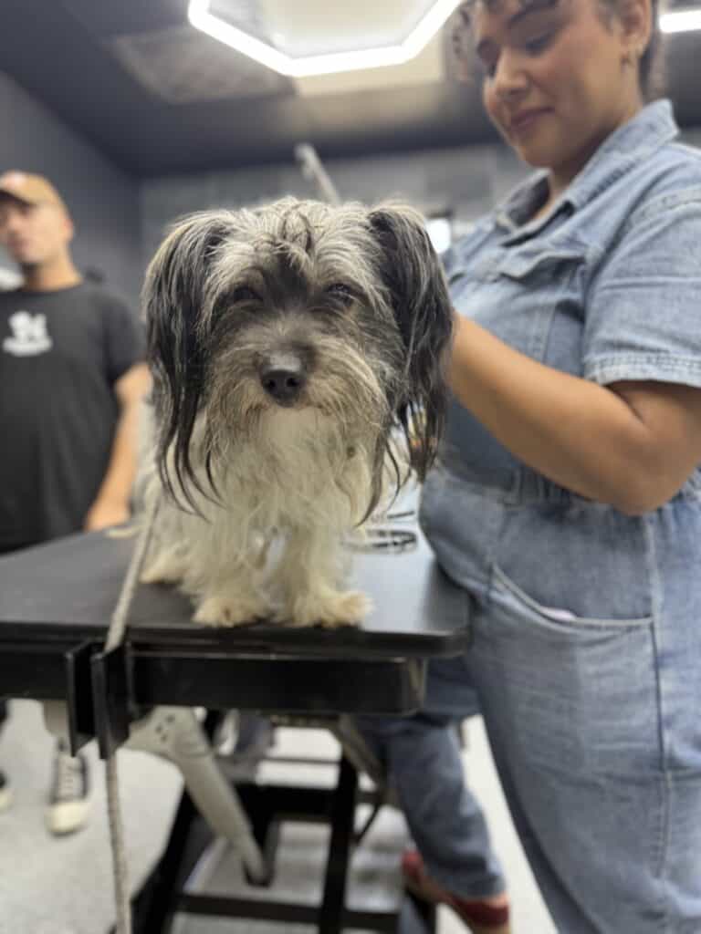 white and grey dog on grooming table with long hair