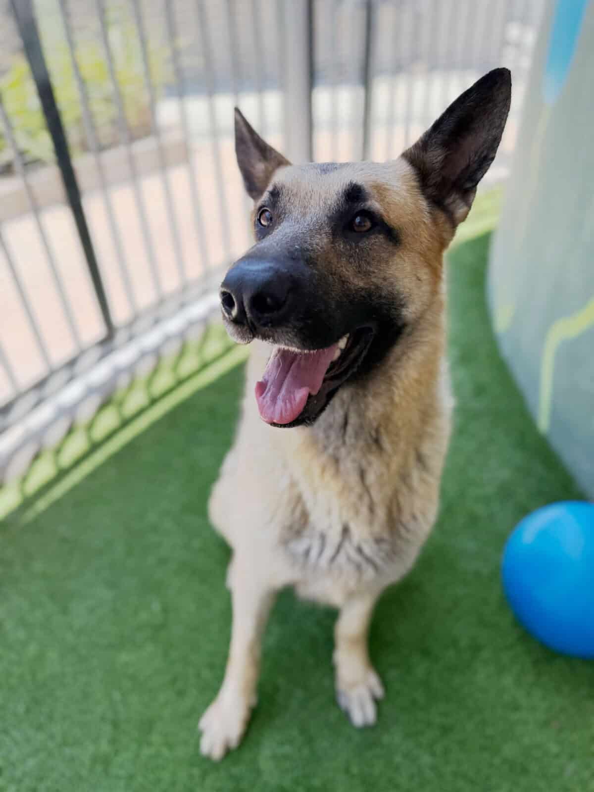 german shepherd on turf