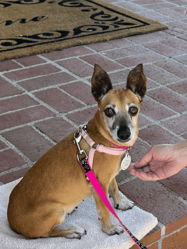 Tan chihuhua pink harness